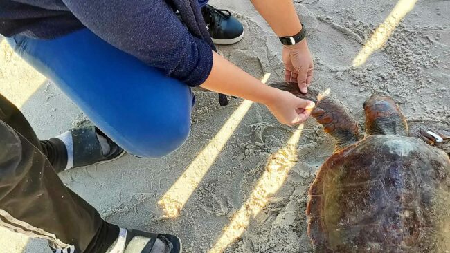 Remise en liberté d'une tortue après des soins sur l'aire marine protégée des îles Kuriat, en Tunisie