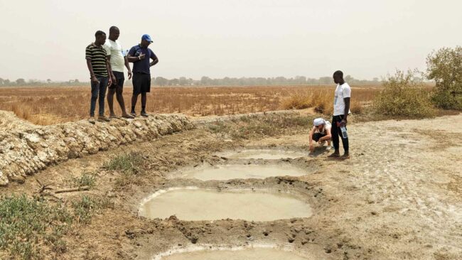 Visite de rizières abandonnées et asséchées en Guinée-Bissau, avril 2024