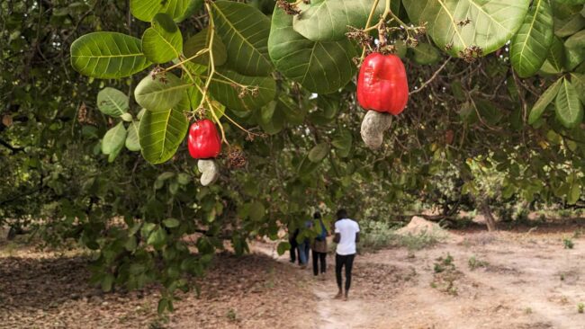 Anacardiers, Guinée-Bissau, avril 2024