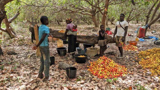 Décorticage de la pomme de cajou, Guinée-Bissau, avril 2024