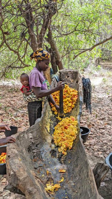 Décorticage de la pomme de cajou, Guinée-Bissau, avril 2024