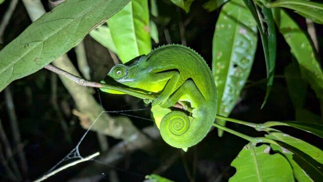 Caméléon, Mayotte, septembre 2024