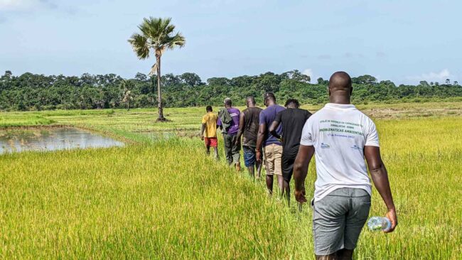 Sortie sur le terrain dans des rizières en Guinée-Bissau, septembre 2022