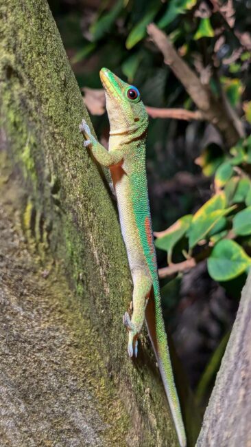 Gecko, Mayotte, septembre 2024