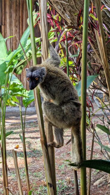 Lémurien, Mayotte, septembre 2024