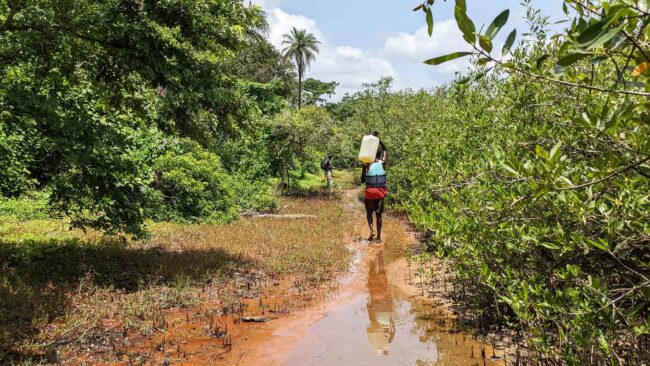 Forêt de mangroves en Guinée-Bissau, septembre 2022