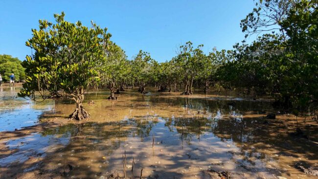 Forêt de mangroves, Mayotte, septembre 2024