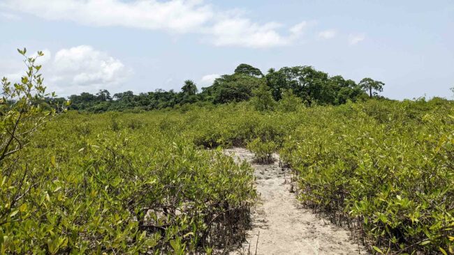 Forêt de mangroves en Guinée-Bissau, septembre 2022