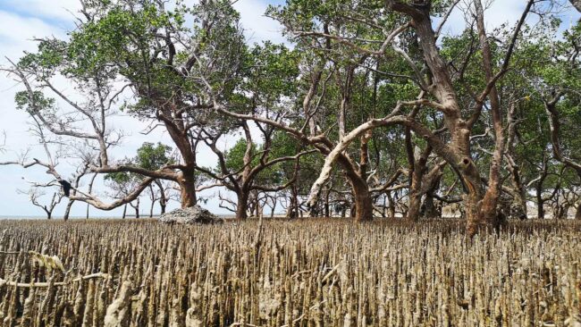 Pousses de mangrove, Mayotte, septembre 2024