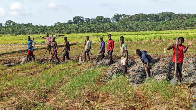 Culture du riz en Guinée-Bissau