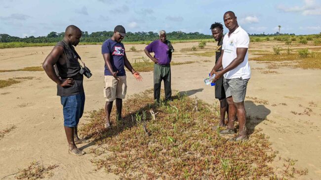 Pousses de palétuviers en Guinée-Bissau, septembre 2022